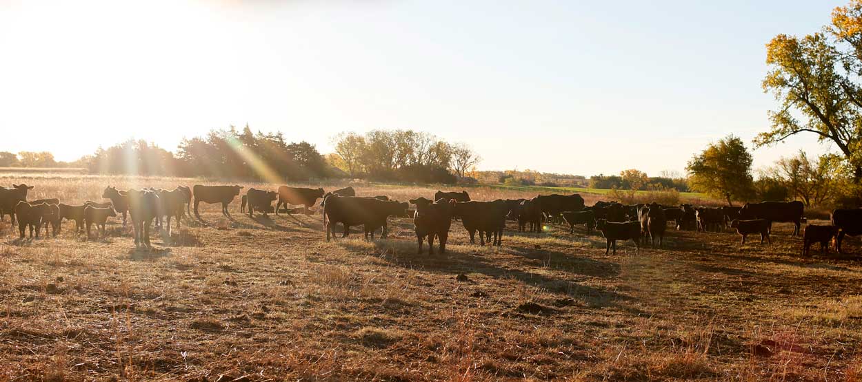 Pasture